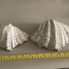 Large sea large for sale  DEVIZES