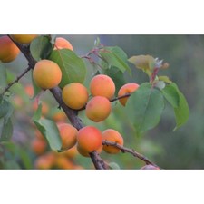 Dwarf moorpark apricot for sale  USA