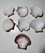 Jakobsmuschel schalen fächerm gebraucht kaufen  Köln