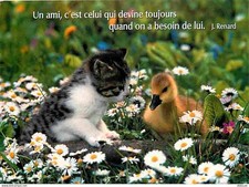 Animals cats kittens d'occasion  Expédié en Belgium