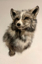 Fuchs präparat taxidermie gebraucht kaufen  Bad Zwischenahn