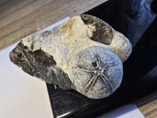 Schöner seeigel galerites gebraucht kaufen  Elmenhorst