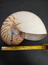 Tiger chambered nautilus for sale  Costa Mesa