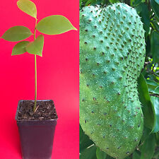 Annona muricata graviola d'occasion  Expédié en Belgium