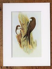 John gould 1970s for sale  NORWICH