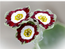 Primula auricula rolts for sale  DURHAM