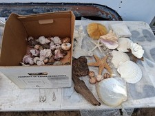 Lot sea shells for sale  Dundee