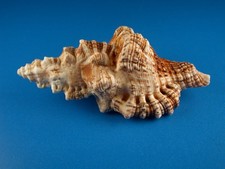 Monoplex nicobaricus excellent for sale  Kapolei