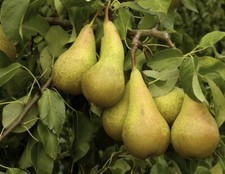 Pear conference fruit for sale  KING'S LYNN