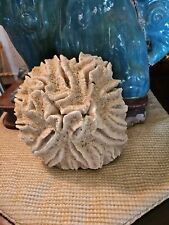 Rare antique fossilized for sale  TAMWORTH