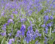 English bluebells bulbs for sale  WISBECH
