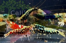 Mix color caridina for sale  Garden Grove