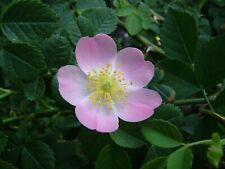 Heckenrose rosa canina gebraucht kaufen  Kallmünz