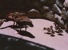 Mother ducks ducklings for sale  Mission