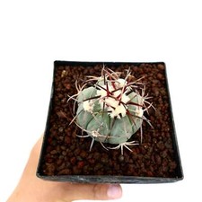 Echinocactus horizonthalonius  usato  Napoli