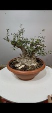 Pre bonsai olivastro usato Pre bonsai olivastro usato  Reggello