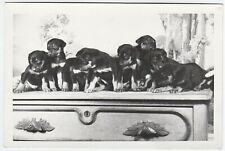 Série SUPER Doce de 3 Fotos Originais - Filhotes de Cachorro Doberman Pinscher? ca 1940 IDd, usado comprar usado  Enviando para Brazil