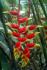Heliconia rostrata hanging for sale  HELSTON