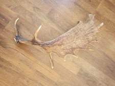 Abwurfstange kauknochen damhir gebraucht kaufen  Lütjenburg