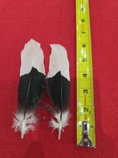 Z38 white thighed for sale  Hill City