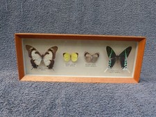 vintage framed butterflies for sale vintage framed butterflies for sale WIGSTON