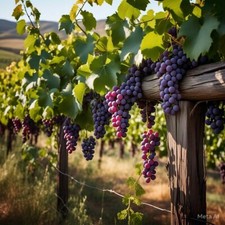 Grape vines grow for sale  Cass Lake