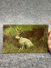 Postcard jackalope mythical for sale  Mansfield