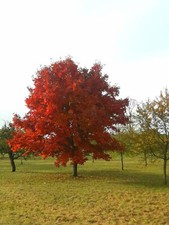roteiche gebraucht kaufen roteiche gebraucht kaufen Dillingen a.d.Donau