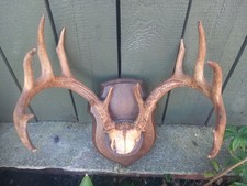 Taxidermy whitetail stag for sale  HARTLEPOOL