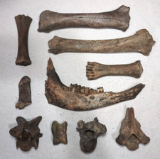 Bargain bison kit for sale  USA