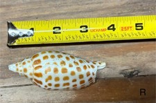 Broken scaphella junonia for sale  Wewahitchka