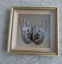 Vintage giant moth for sale  WIGSTON
