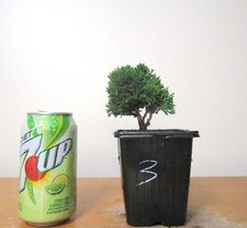 Dwarf hinoki cypress for sale  Garden Grove