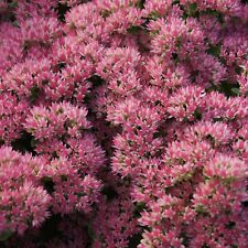 Hohe fetthenne sedum gebraucht kaufen  Laatzen