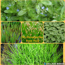 Oxygenating pond plant for sale  UK