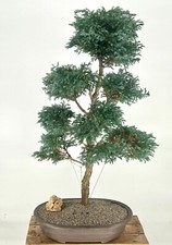 Boulevard blue cypress for sale  Patchogue