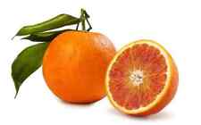 Tarocco blood orange for sale  Spring City