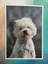 West highland white gebraucht kaufen  Borna