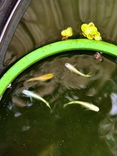 canne garbolino koi d'occasion canne garbolino koi d'occasion Expédié en Belgium