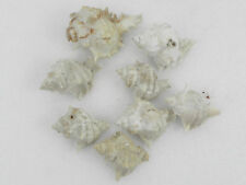 Lotto conchiglia bolinus usato  Rho