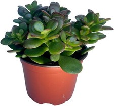 Jade plant money for sale  Compton