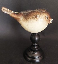 Cabinet curiosities naturalize d'occasion  Expédié en Belgium