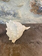 Coquillage conque 19cm d'occasion  Claira