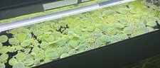 Large dwarf water for sale  ROTHERHAM