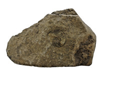 Ammonites fossil rock for sale  WELWYN GARDEN CITY