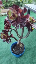 Old trunk aeonium for sale  Los Angeles