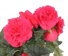 Begonia nonstop deep for sale  BELLSHILL