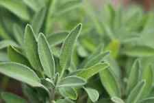 plants perennial salvia for sale plants perennial salvia for sale Deltona