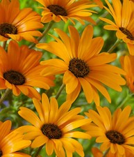 Beautiful african daisy for sale  USA