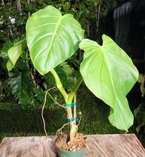 Philodendron dodsonii plant for sale  Hollywood